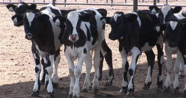 فرصة للتقديم على مشروعات التسمين المدعومة لشباب الخريجين في الوادي فرصة للتقديم على مشروعات التسمين المدعومة لشباب الخريجين في الوادي الجديد