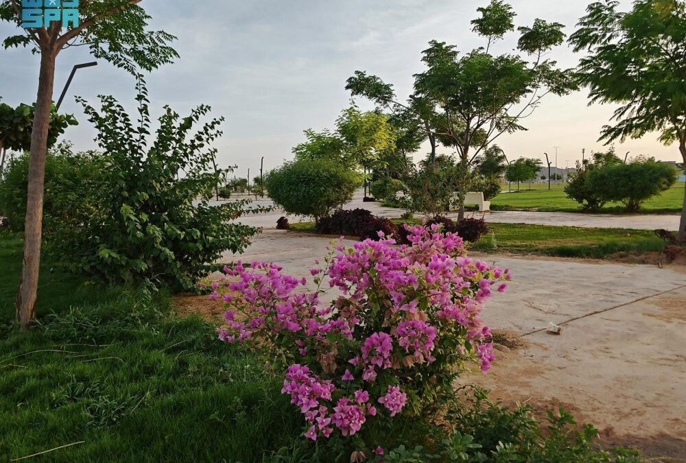 500 ألف وردة تتزين بها شجرة بنجران في احتفالية زراعية مبهرة