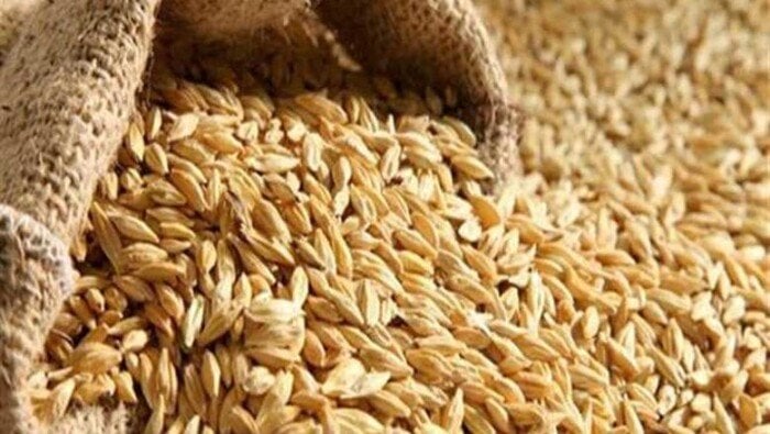 أسعار الأرز الشعير اليوم السبت 22 نوفمبر 2025.. الحبة العريضة والرفيعة بكام؟