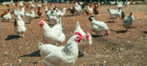 الكيلو بكام؟.. ننشر أسعار الفراخ وكرتونة البيض اليوم الثلاثاء 4 نوفمبر