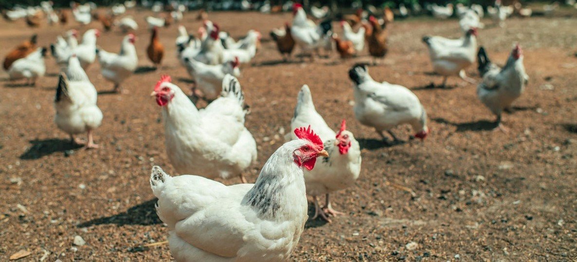 الكيلو بكام؟.. ننشر أسعار الفراخ وكرتونة البيض اليوم الثلاثاء 4 نوفمبر