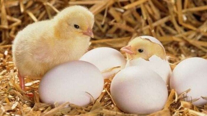 بورصة الدواجن.. سعر الكتكوت الأبيض اليوم الثلاثاء 18 نوفمبر 2025