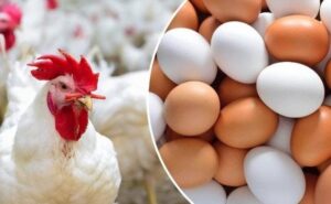 الفراخ البيضاء بكام؟.. أسعار الدواجن والبيض اليوم الثلاثاء 4 نوفمبر 2025 الفراخ البيضاء بكام؟.. أسعار الدواجن والبيض اليوم الثلاثاء 4 نوفمبر 2025