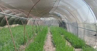 أعلنت زراعة الأقصر عن إتمام حصاد 333 فدان ذرة شامية