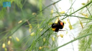 أمن غذائي: مضاعفة زراعة الهليون تعزز الإنتاج وتلبي احتياجات السوق المحلي