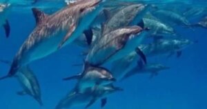 أنواع الدلافين: سر جذب السياح في البحر الأحمر (صور)