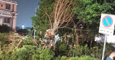 إزالة شجرة خطرة في منطقة كوبري الجامعة بحي وسط الإسكندرية