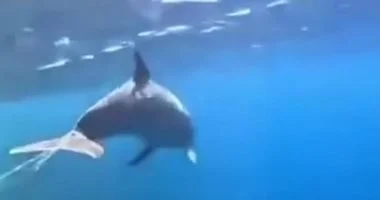 إنقاذ دولفين محاصر في شباك صيد بالغردقة بمساعدة محميات البحر الأحمر.