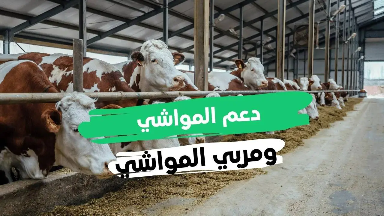إيداع دعم مربي المواشي