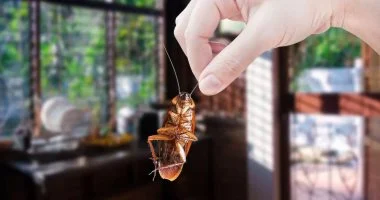 هيحصل إيه لو اختفت الصراصير من كوكبنا؟.. علماء يحذرون من عواقب كارثية