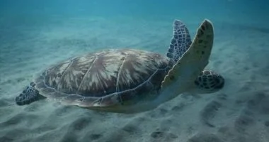 اكتشف أنواع السلاحف البحرية ومواقع تعشيشها بالبحر الأحمر تفاصيل بالصور