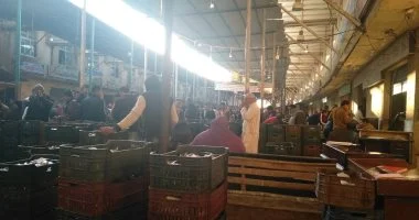 اكتشف خمسة مواقع تبيع الأسماك بأسعار مخفضة في كفر الشيخ