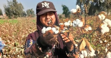 اكتمال حصاد القطن بنسبة 100% في الشرقية للجنية الأولى