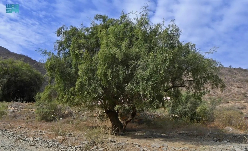 السدر واللوز يتصدران مشهد النباتات الأكثر انتشارًا في منطقة الباحة الخلابة