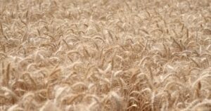 الشرقية تجهز لمساحة 400 ألف فدان قمح موسم جديد