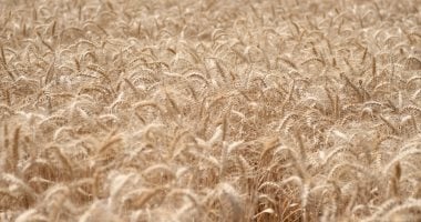 الشرقية تجهز لمساحة 400 ألف فدان قمح موسم جديد