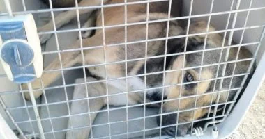 الطب البيطري بالبحر الأحمر يعقم 29 كلبًا لمكافحة انتشار الكلاب الضالة والأمراض.