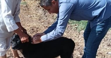 الطب البيطري بالغردقة يُنظم حملات لتعقيم وتحصين الكلاب الضالة لحماية السكان.