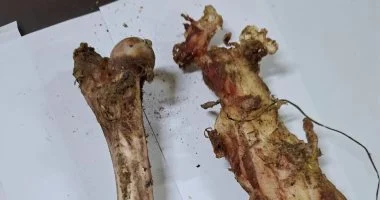 الطب البيطري بسوهاج يؤكد: العظام الملقاة ليست لكلاب.