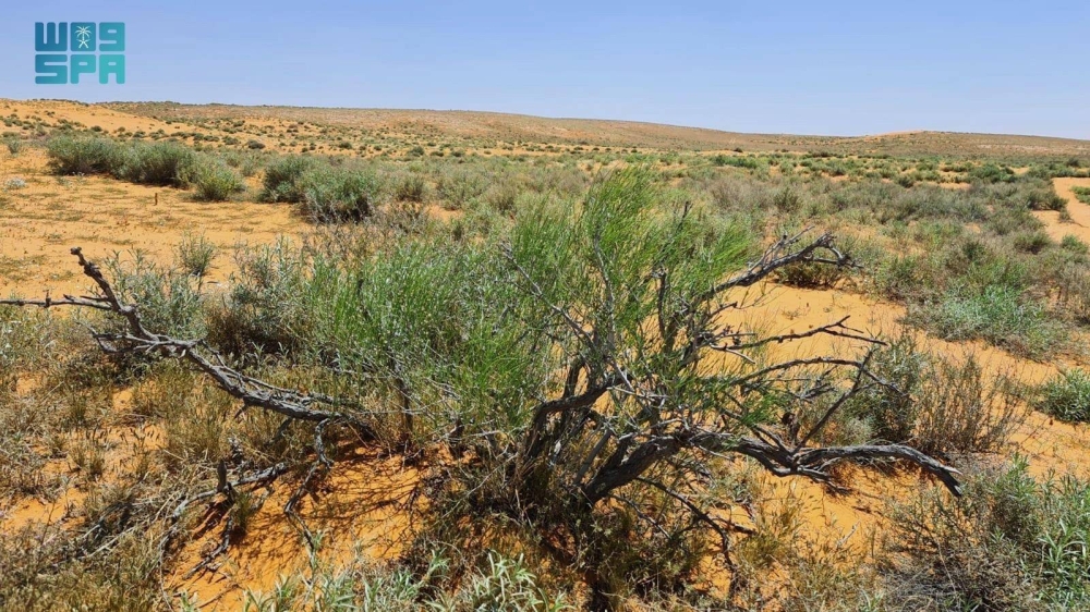 الطلح والسدر والسلم: أبرز النباتات التي تعزز تشجير الرياض وتجميل معالمها.
