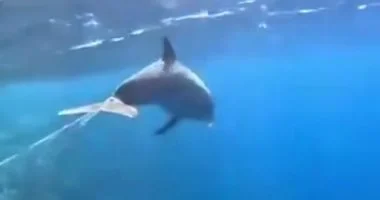 العرق والفانوس هما مواقع تواجد دولفين سميح بمحمية الجزر الشمالية.