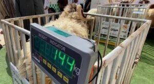 المقاييس تفرض شروطًا جديدة: لوحات تعريف وصيانة إلزامية لموازين الماشية