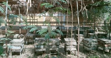 المنتجات الزراعية لمدارس أسيوط تنتشر في الأسواق بالعسل والحمام