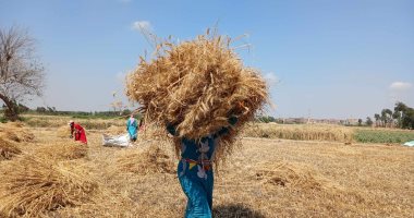 انطلاق موسم زراعة القمح بالشرقية في 15 نوفمبر بزراعة 400 ألف فدان