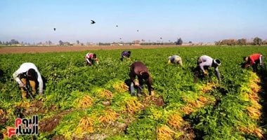 بهجة تملأ غيطان المنيا مع زينة الجزر الأصفر وفرحة المزارعين