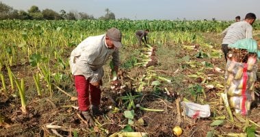 بهجة في حقول الشرقية خلال موسم حصاد القلقاس مصحوبة بصور جذابة