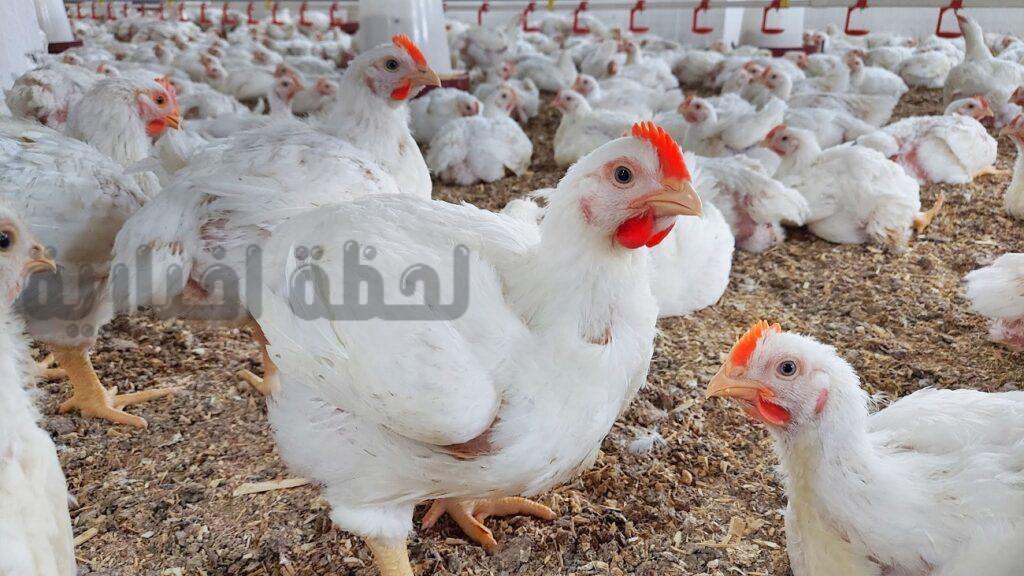بورصة الدواجن اليوم