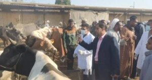 بيطري الأقصر: لا حالات حمى قلاعية بالمحافظة والوضع مستقر.