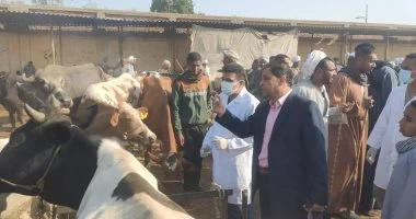 بيطري الأقصر: لا حالات حمى قلاعية بالمحافظة والوضع مستقر.