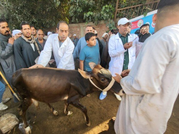 بيطري القليوبية: تحصين 41 ألف رأس ماشية ضد الحمى القلاعية