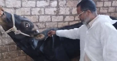 بيطري سوهاج يلقح 6037 رأس ماشية في يوم واحد فقط