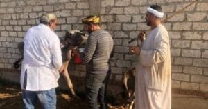 بيطري كفر الشيخ يحصن 62 ألف رأس ويتابع 4 أسواق ماشية بلا حالات وبائية