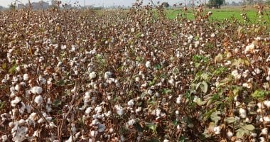 بيع 1616 قنطار قطن بالشرقية بأسعار بين 8900 و9200 جنيه خلال مزاد الوجه البحري الثاني