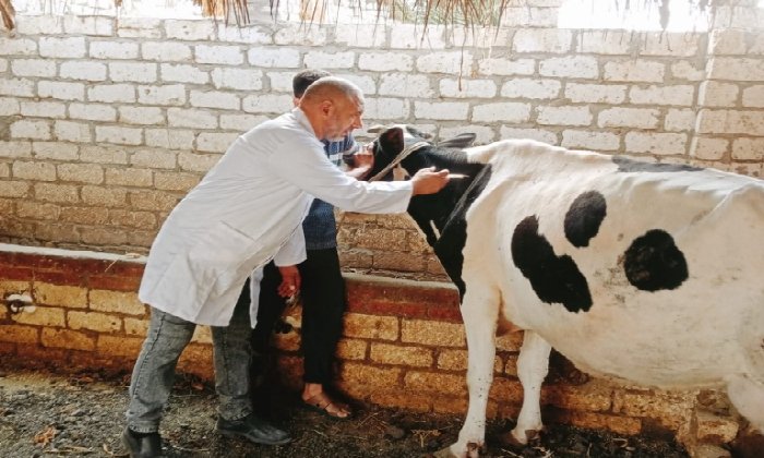 جهود بيطرية مكثفة بالفيوم لحماية الثروة الحيوانية ومواجهة الأمراض الوبائية