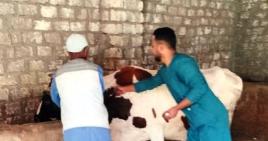 تحصين 12681 رأس ماشية بأسوان للحماية من الأمراض الوبائية