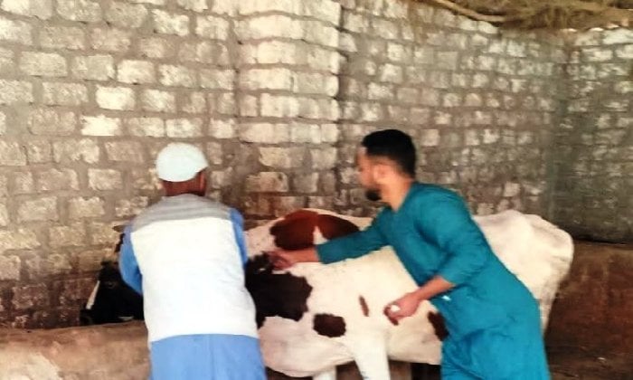 تحصين 133 ألف رأس ماشية ضد حمى الوادي المتصدع والحمى القلاعية بالمنيا