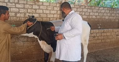 تحصين 137 ألف رأس ماشية بسوهاج ضمن حملة مكافحة الحمى القلاعية