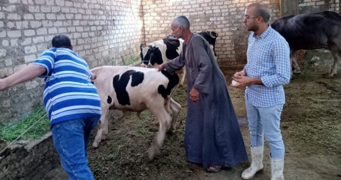 تحصين 15 ألف رأس ماشية خلال الأسبوع الأول من الحملة تحصين أكثر من 15 ألف رأس ماشية خلال الأسبوع الأول من الحملة القومية الثالثة في أسيوط