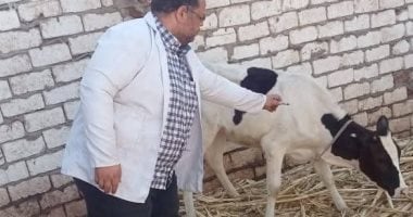 تحصين 166488 ماشية ضد الحمى القلاعية بواسطة بيطري في سوهاج