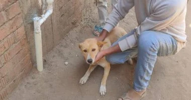 تحصين 18 كلبًا ضد السعار في كفر شكر بالقليوبية.