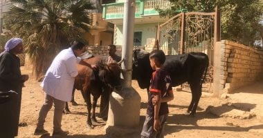 تحصين 1840 ماشية من الحمى القلاعية والوادي المتصدع بالفيوم تصوير