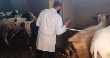 تحصين 236 ألفًا و774 ماشية ضد القلاعية والوادي المتصدع بكفر الشيخ