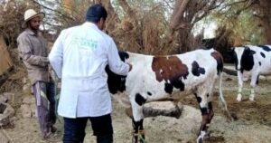 تحصين 35 ألف ماشية ضد الحمى القلاعية والوادي المتصدع في الوادي الجديد