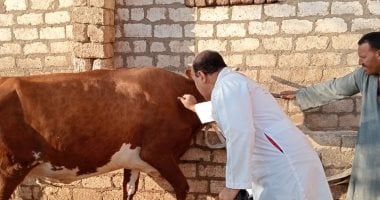 تحصين 36 ألف رأس ماشية في الأسبوع الثاني ضمن الحملة بأسيوط