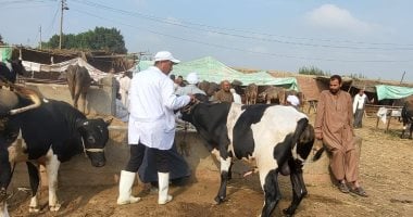 تحصين 41 ألف من الأبقار والجاموس والأغنام ضد الحمى في القليوبية
