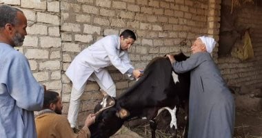 تحصين 68 ألف ماشية في المنيا ضمن حملة الحمى القلاعية القومية